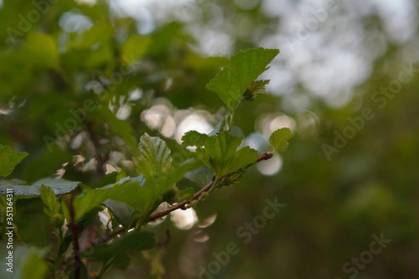 Obraz кусты,bushes,