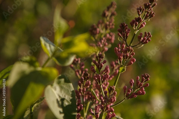 Obraz кусты,bushes,