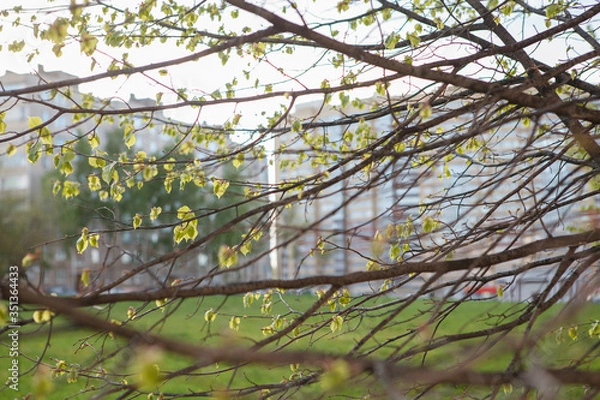 Obraz липа,Linden,