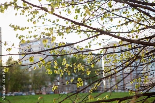 Fototapeta липа,Linden,