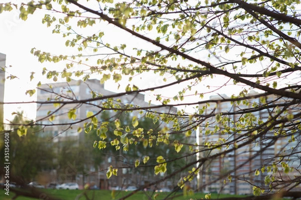 Fototapeta липа,Linden,