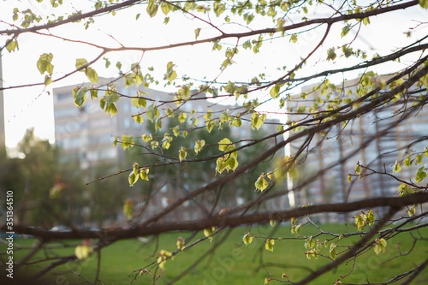 Obraz липа,Linden,