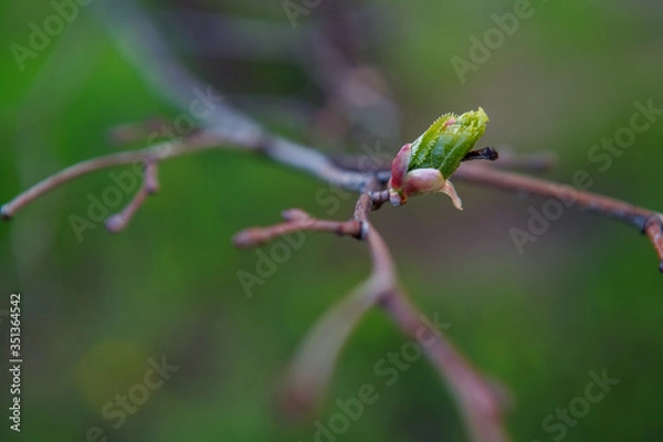 Fototapeta распускающая листья липа,leafy linden tree,nature, insect, green, macro, leaf, bug, animal, spring, plant, closeup, leaves, wildlife, grasshopper, branch, tree, flower, fly, beetle, insects, close-up,