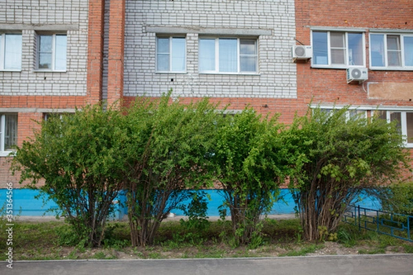 Fototapeta кусты,bushes,