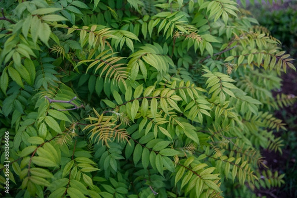 Obraz кусты,bushes,