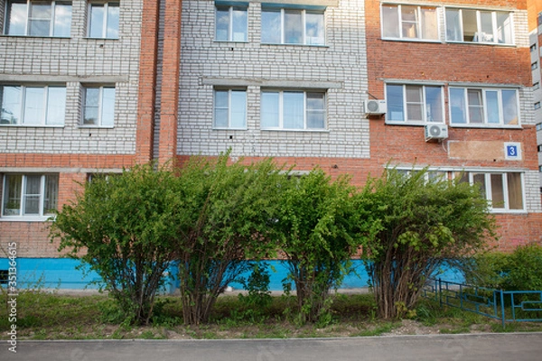 Fototapeta кусты,bushes,