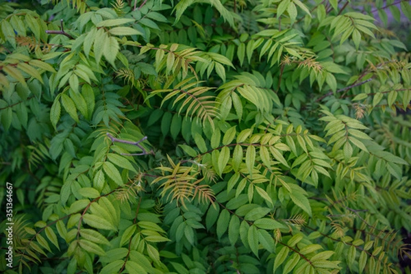 Fototapeta кусты,bushes,