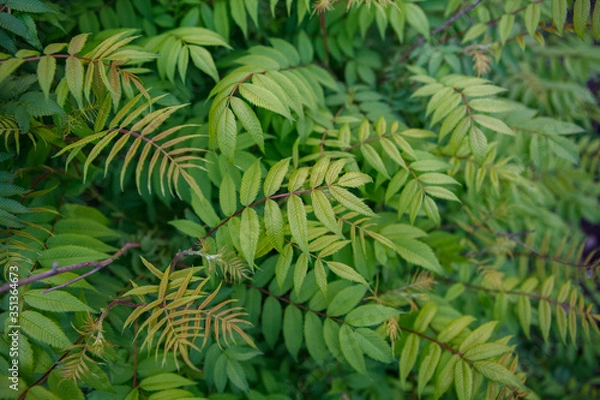 Fototapeta кусты,bushes,