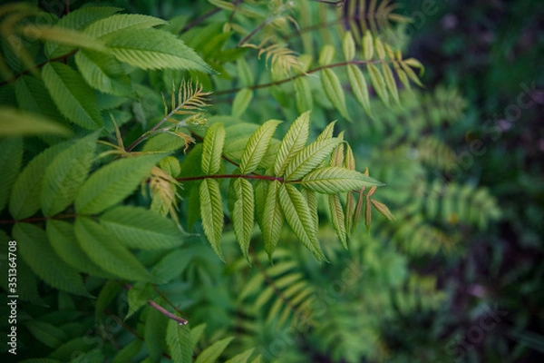 Obraz кусты,bushes,