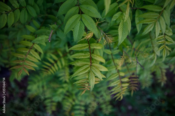 Fototapeta кусты,bushes,