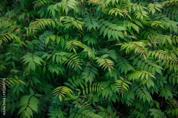 Obraz кусты,bushes,