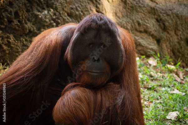 Fototapeta Wise eyes