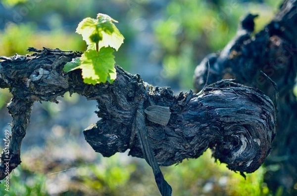 Fototapeta a piece of old guyot double pruned grapevine trunk with old bark and young leaves growing on a sunny spring day in french bordeaux vineyard - close up with green leaves and some soil in the background