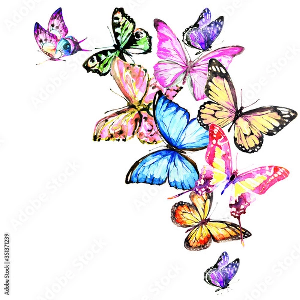 Fototapeta beautiful color butterflies,set, isolated  on a white