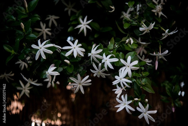 Obraz jasmine flowers with eight petals