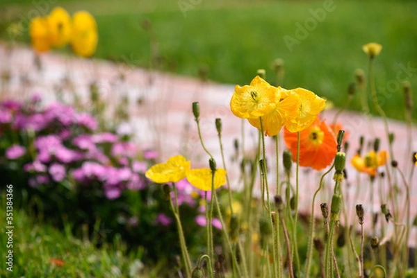 Fototapeta spring flowers