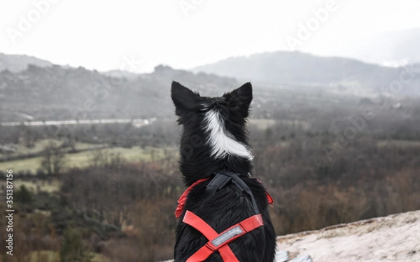 Fototapeta border collie