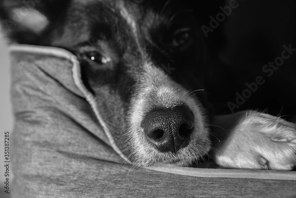 Fototapeta perro descansando