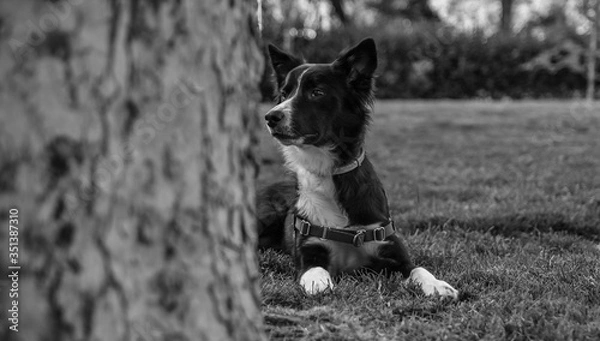 Fototapeta perropastor