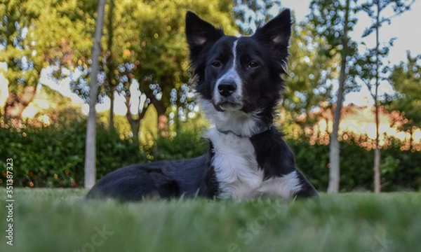 Fototapeta border collie