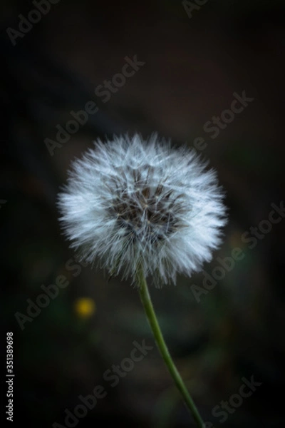 Fototapeta Diente de león