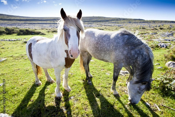 Obraz Connemara Pony
