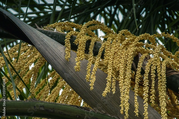 Fototapeta Palm tree bloom