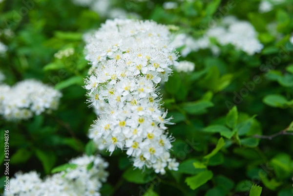 Obraz macro photo of white spirea inflorescences
