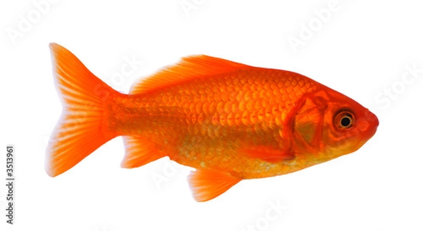 Obraz goldfish