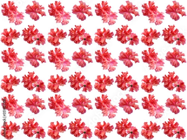 Obraz Flowers pattern texture. Floral pattern. Pattern of flowers.