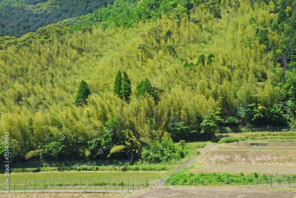 Obraz 竹林　鹿児島県蒲生町