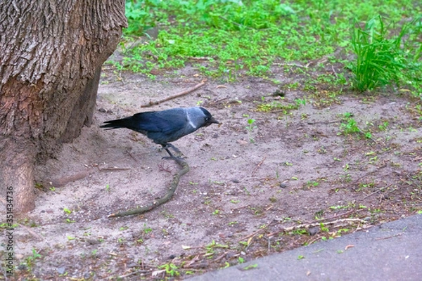 Fototapeta City jackdaw stepping foot on a piece of bread lying on the ground color