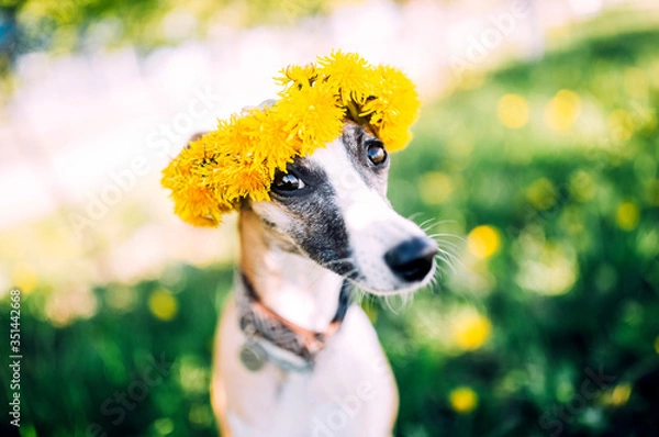 Fototapeta Cute cheerful dog wearing yellow dandelion flower wreath and sitting at green vibrant field. Beautiful sunny background for design, summer time wallpaper, poster, banner, celebration event invitation.