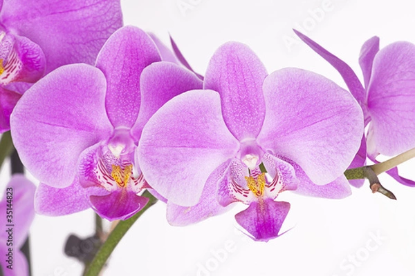Fototapeta orchids