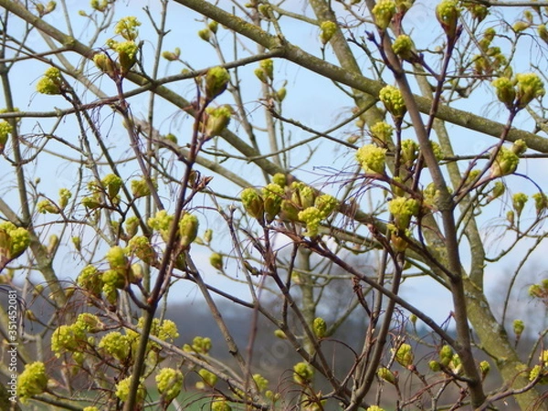 Fototapeta yellow cherry tree