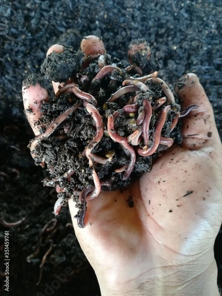 Fototapeta compostaje