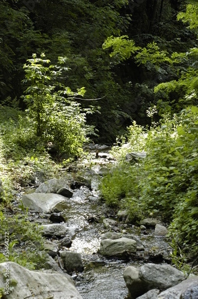 Fototapeta Nature 008