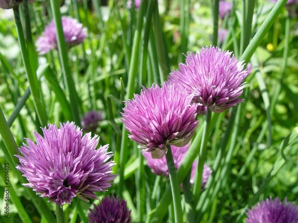 Obraz chives ii