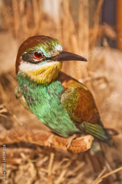 Fototapeta Abejaruco