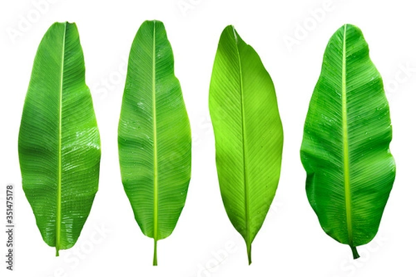 Obraz banana leaf isolated on white background