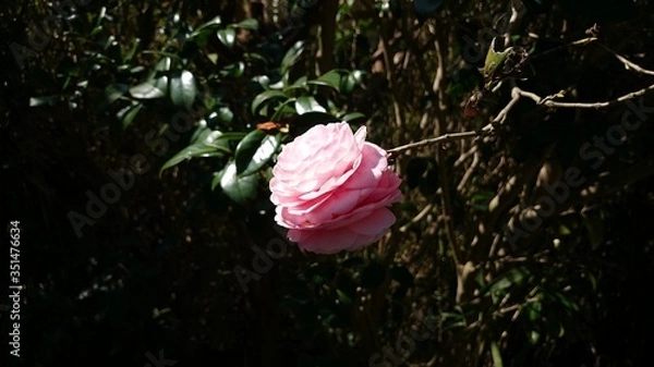 Obraz 椿か山茶花