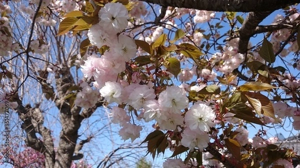 Obraz 八重桜