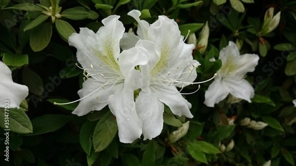 Obraz 白いつつじ