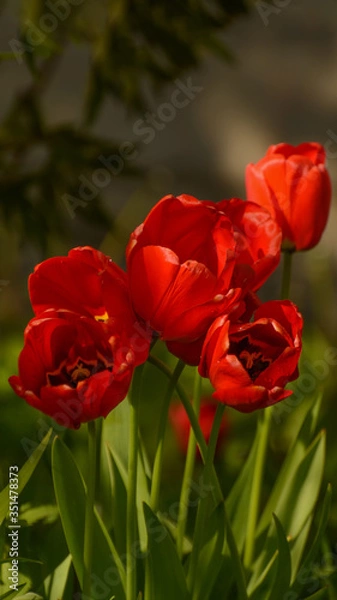 Obraz Photos of tulips in vertical format on a flower bed.
