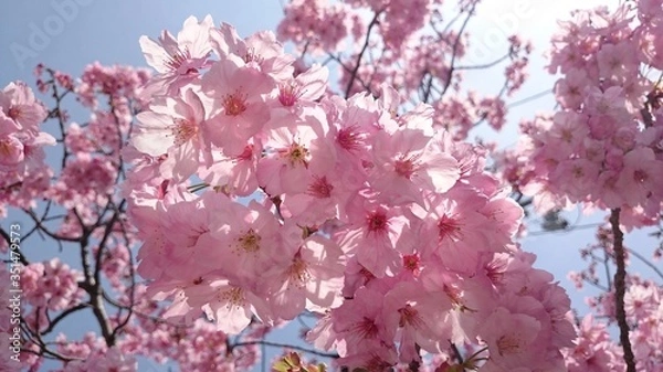 Obraz アーモンド？