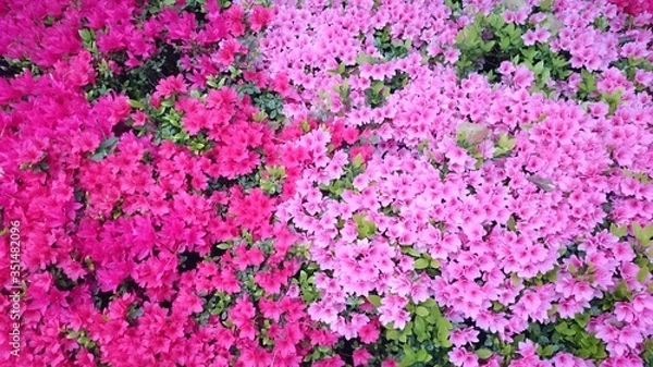 Obraz ツツジ密集