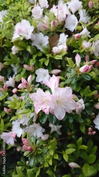 Obraz つつじ薄ピンク（縦）