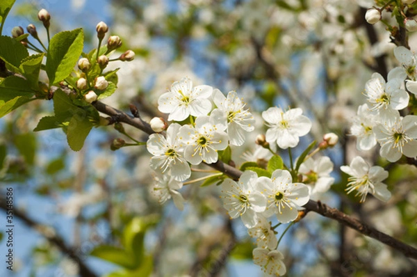 Fototapeta blossoming branch