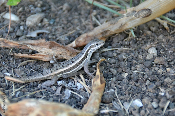 Fototapeta small stones and dry leaves, with the small lizard