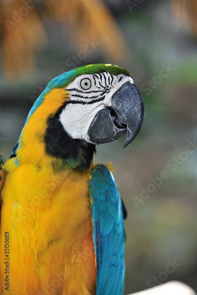 Fototapeta ルリコンゴウインコ